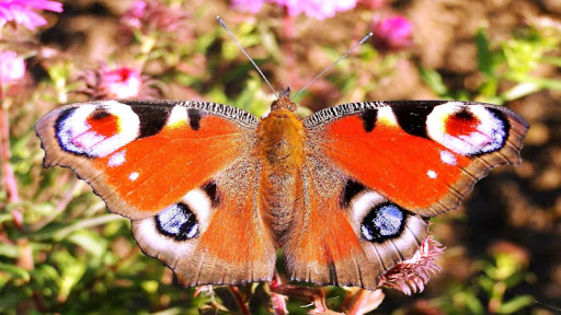 Butterfly Jigsaw Puzzles Screen 3