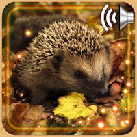 Hedgehogs Live Wallpaper