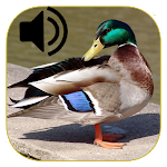 Cover Image of Download Duck Calls 2021  APK