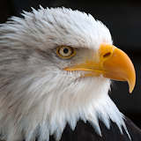 free live eagle wallpapers icon