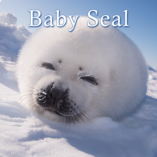 Seal baby qa1.fuse.tv: Diaper