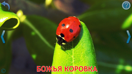 Скриншот