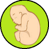 Fetal Biometry and Size icon