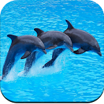 Cover Image of Download Dolphin Wallpaper 4K  APK