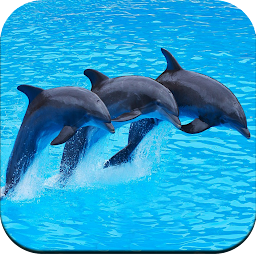 Gambar ikon Dolphin Wallpaper 4K