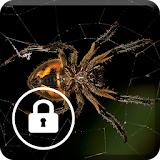 Spider Animal Screen Lock icon