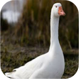 Goose Sounds icon