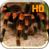 Tarantula Spider Attack Live icon
