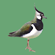 Манок на болотно-луговую птицу विंडोज़ पर डाउनलोड करें