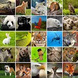+1100 Animal Wallpapers icon