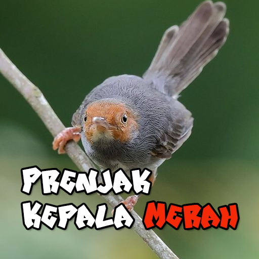 Suara Prenjak Kepala Merah Mp3 logo