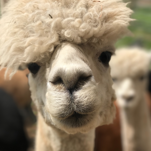 Alpaca Wallpaper logo