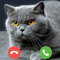 Game panggilan palsu kucing