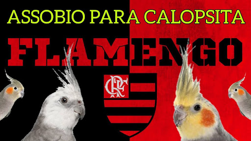 Android application Hino do Flamengo pra Calopsita screenshort