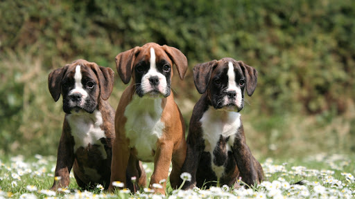 Boxer Dog Wallpaper Screen 3