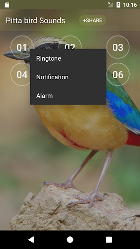Pitta bird soundboard Screen 2