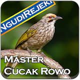 Master Kicau Cucak Rowo icon