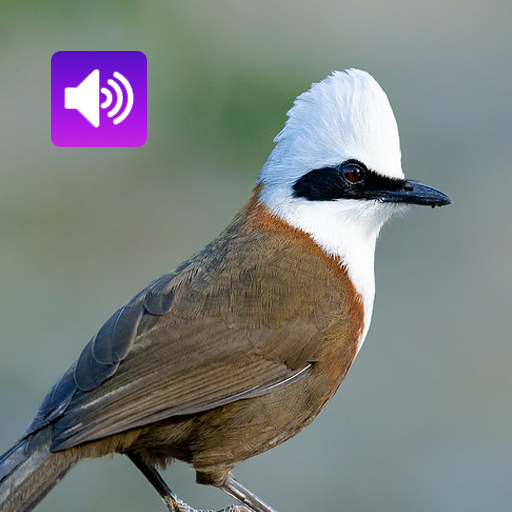 Laughingthrushes Bird Sounds Download on Windows