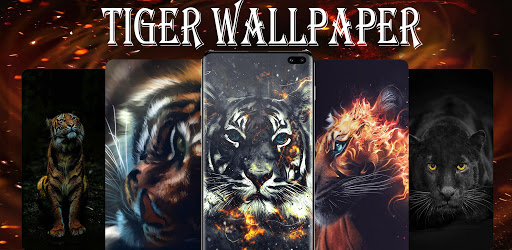 Tiger Wallpaper