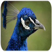 Peacock sounds 5.7.2 Icon