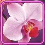 Cover Image of Herunterladen Flowers Orchids  APK