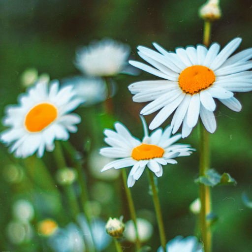 Daisy Wallpapers logo
