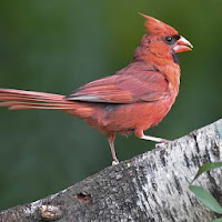 Cardinal Bird Sounds - Ringtone  Notification