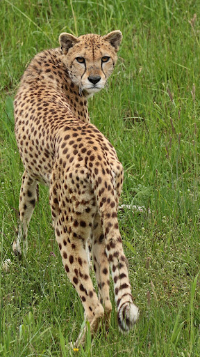 Cheetah Wallpapers Screen 2