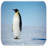 Penguin sounds icon