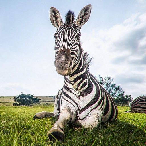 Zebra Wallpaper Download on Windows
