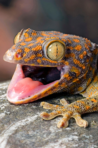 Android application Gecko Sounds screenshort