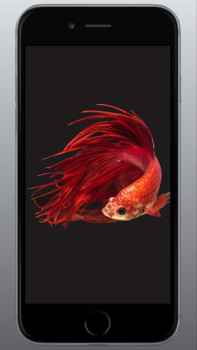 ベタの魚のライブ壁紙3d By Wiscarini Google Play Japan Searchman App Data Information