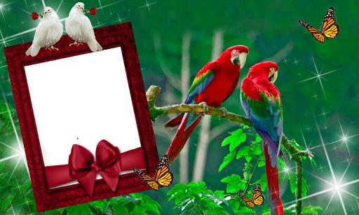 Bird Love Photo Frames 2019, P Screen 3