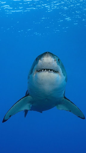 Android application Shortfin Mako Shark Wallpapers screenshort