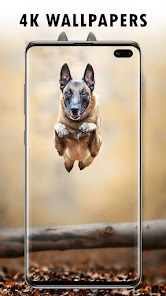 Malinois Wallpaper HD 1.1 APK + Мод (Unlimited money) за Android
