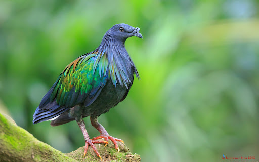 Android application Nicobar Pigeon Wallpaper HD screenshort