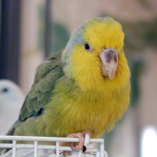 Parrotlet bird sounds logo