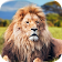 Angry Lion Attack Simulator 3D icon