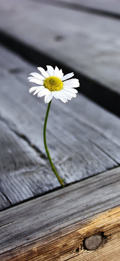Android application Poco x5 Pro Wallpapers screenshort