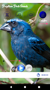 Brazilian's birds sounds For PC installation