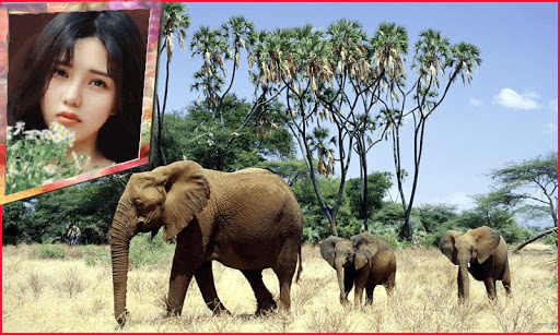 Android application Animal Different Photo Frames screenshort