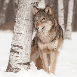 Wolf Jigsaw Puzzle Games