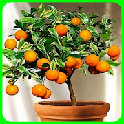 plant fruit trees in pots to quickly harvest