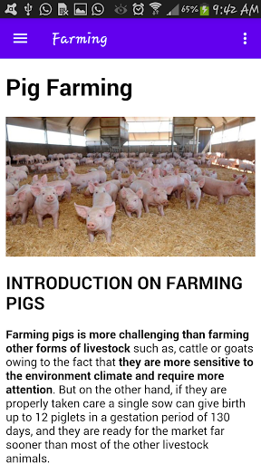 Pig - Pig Farming, 养猪业 , cerdo Screen 2