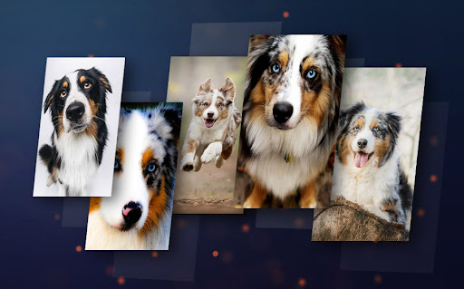Australian shepherd puppies Wallpaper