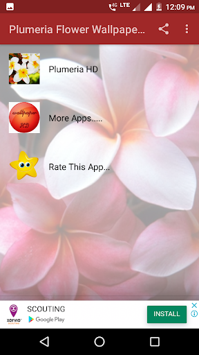 Plumeria Flower Wallpaper HD