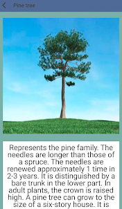 Types of tree