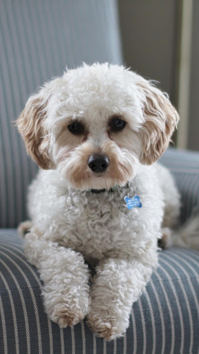 Cute Animal Wallpapers