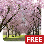 Cover Image of Download Spring Cherry Blossom Live Wallpaper FREE 1.05 APK
