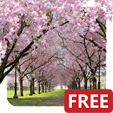 Spring Cherry Blossom Live Wallpaper FREE icon